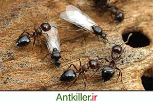 مورچه های نر تولید مثل کننده