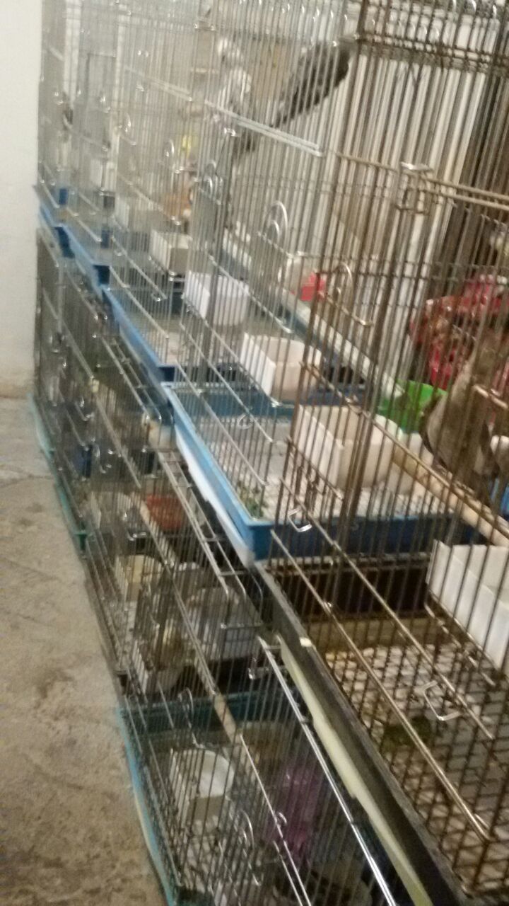 پرورش عروس هلندی سالن مهدی