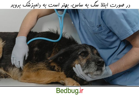 برای درمان ساس سگ به دامپزشک مراجعه کنید