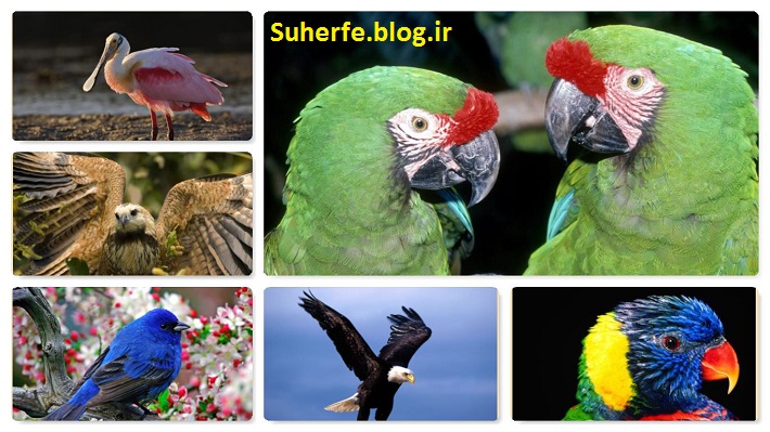 دانلود مجموعه 100 عکس بک گراند و پشت زمینه از پرندگان زیبا