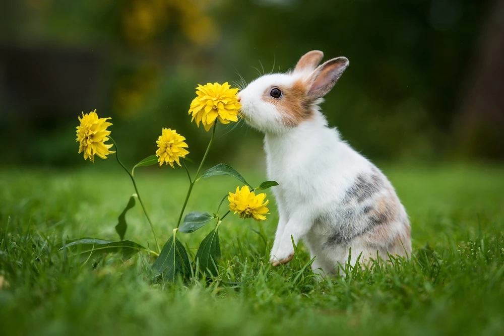 خرگوش در حال بو کردن گیاه