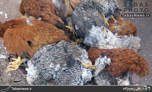 سگ ولگرد گرسنه شبانه 32 مرغ را از بین برد