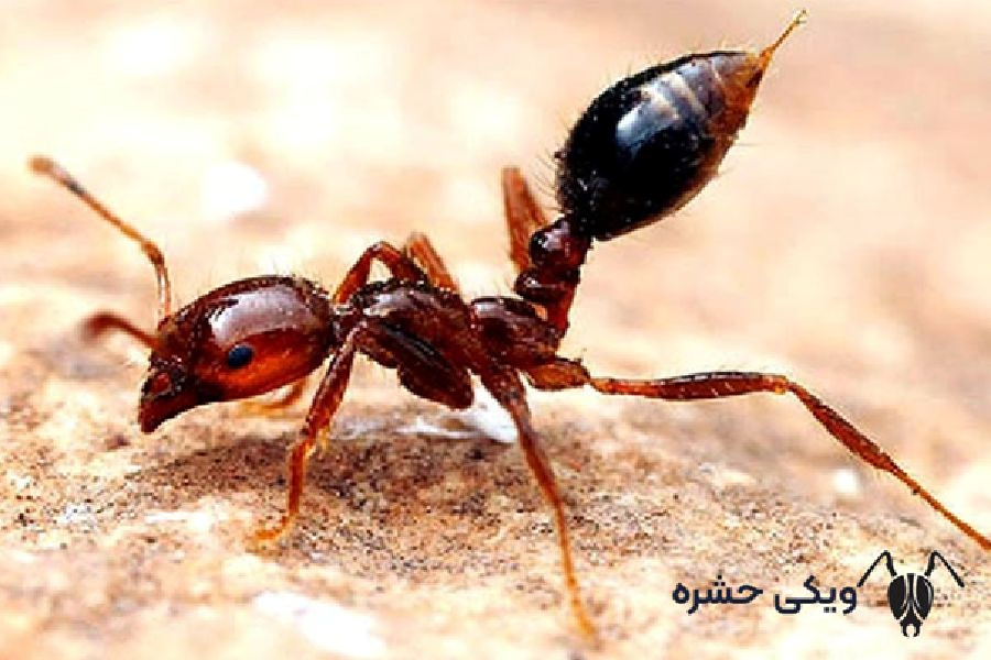 مورچه