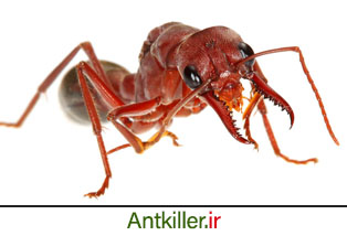 انواع مورچه های قرمز