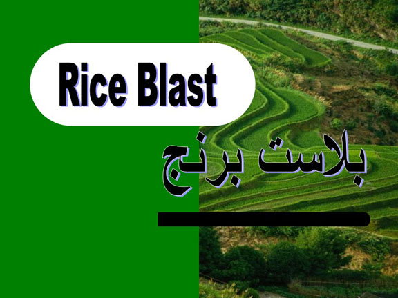 بلاست برنج