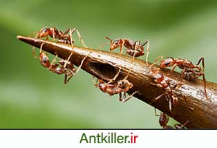 شناخت دنیای مورچه ها