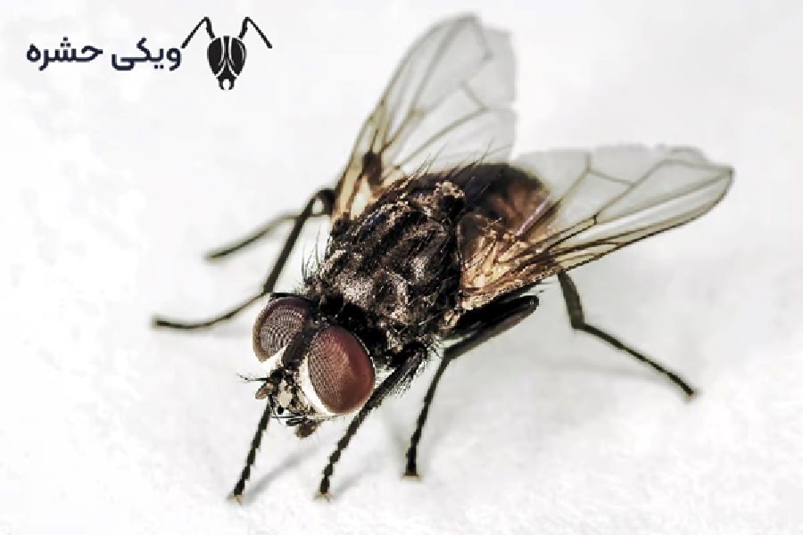 مگس